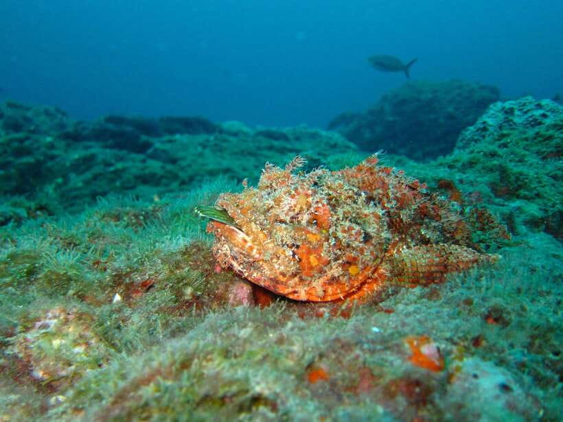 Coron: Barracuda Lake, Skeleton Wreck, Twin Lagoon Boat Tour - Barracuda Lake thermocline: swimming a real-world “temperature layer cake”