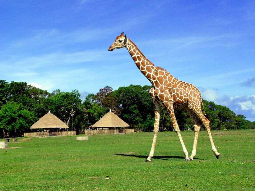 Coron: Calauit Safari Adventure - Why Calauit’s Safari Feels Like Africa in Palawan