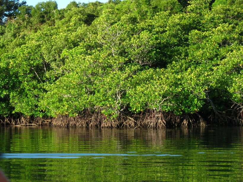 Coron: Calauit Safari Adventure - Price and Where Your Money Makes Sense at $72