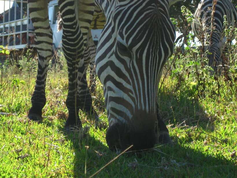 Coron: Calauit Safari Adventure - Entering the Calauit Game Refuge Circuit: What You’ll See on the Safari