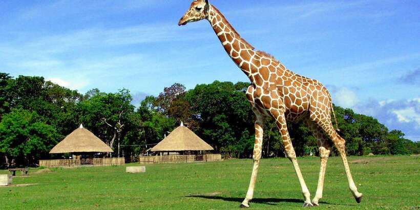 Coron: Calauit Safari Adventure - Practical Tips to Make Your Day Easier