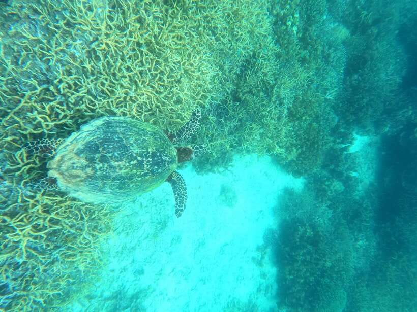 Coron: Dugong Watching with Sea Turtle and Coral Garden tour - Breakfast and Lunch: Included Food, Realistic Comfort, and What to Watch For