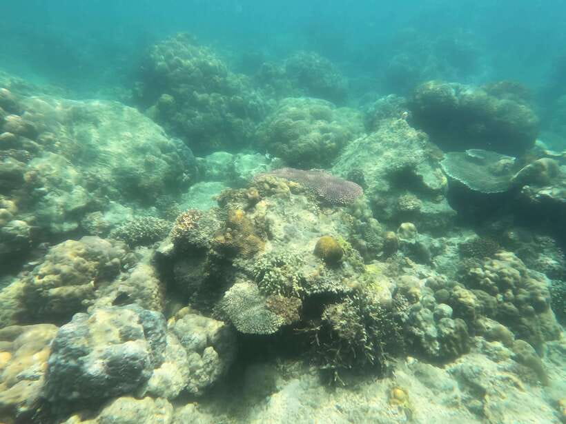 Coron: Dugong Watching with Sea Turtle and Coral Garden tour - Who This Tour Suits Best, and Who Should Skip It