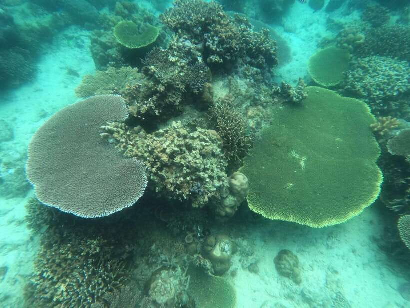 CORON:ISLAND TOUR A Lakes and Snorkeling with Corals - Malwawey Coral Garden snorkeling: staghorn, brain corals, and fish