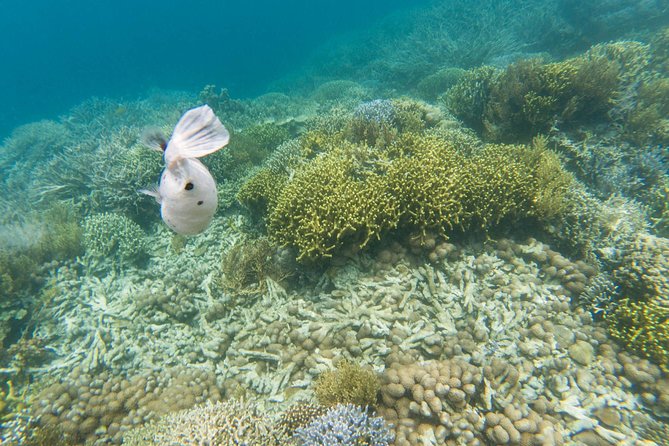 Coron Island Tour B (Private) - Skeleton Wreck and Malwawey reef: a shipwreck swim with tide timing