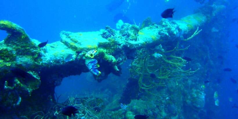 Coron Private Tour D: Reef and Wrecks - Who should book this tour, and who should skip it