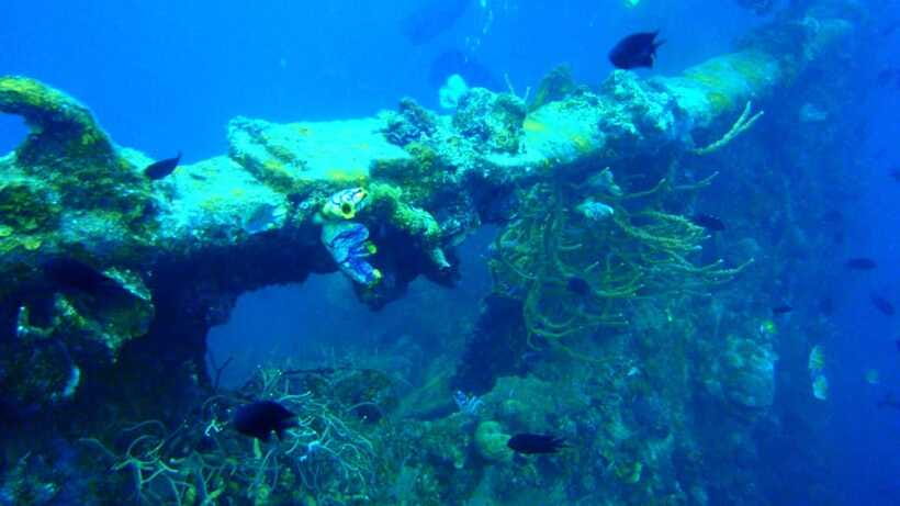Coron Reef and Wrecks Tour (Private Tour) - Guide commentary, permits, and why this feels more organized than DIY