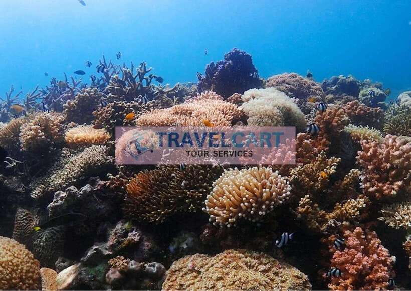 Coron Reef & Wrecks Tour - Pass Island: that white-sand pause you’ll feel all day