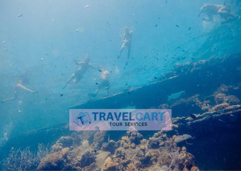 Coron Reef & Wrecks Tour - Wildlife expectations: what you can count on, and what you can’t