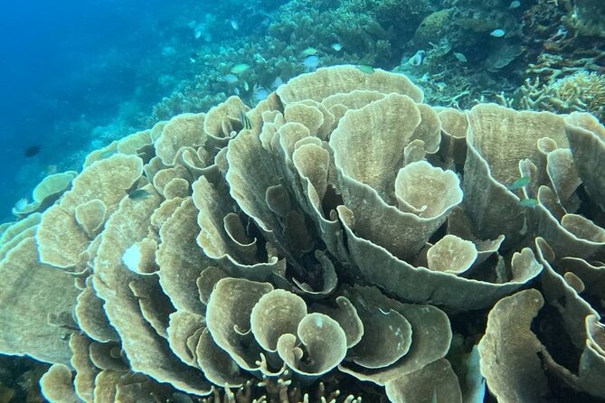 Coron Shipwrecks and Lusong Coral Garden tour (Private / Shared) - Why Coron wreck-and-reef snorkeling works as a 9.5 hour plan