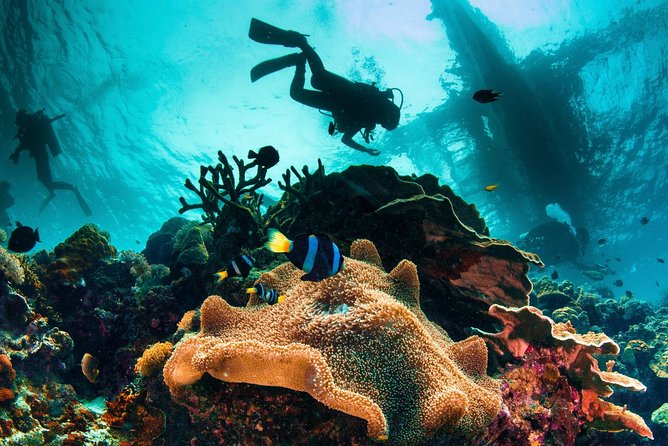 Discover Scuba Diving - Key highlights I’d use to decide fast