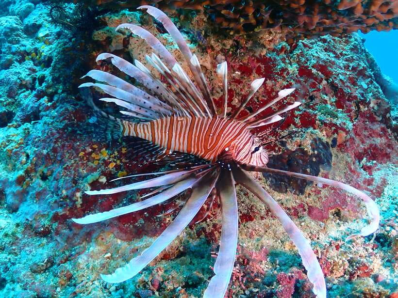 Discover Scuba Diving in Boracay - Why Boracay makes a smart first scuba course choice