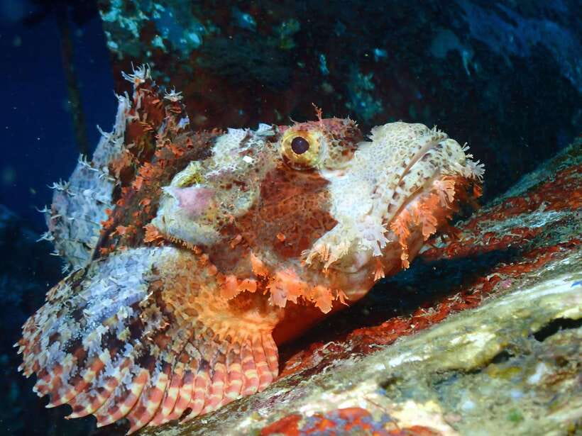 Discover Scuba Diving in Boracay - What you’ll actually see: marine life you can focus on