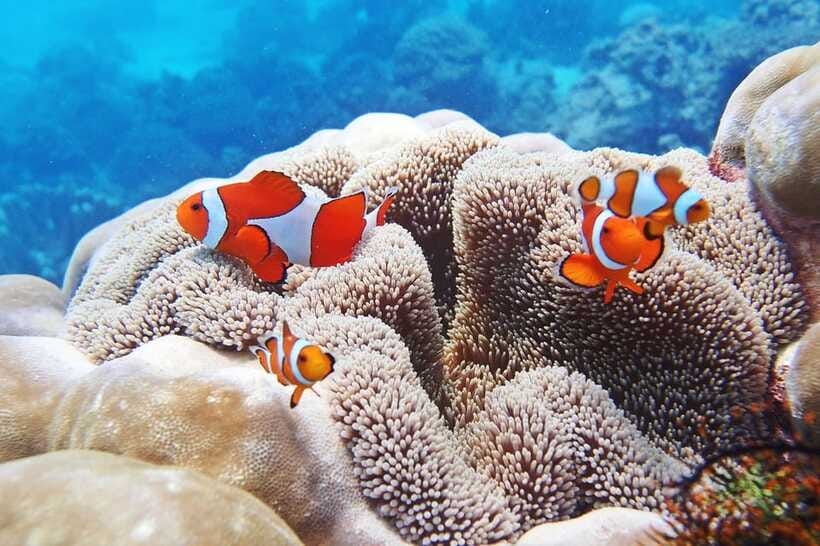 Discover Scuba Diving in Boracay - Price and value: is $49 a fair deal for a first-time scuba course?