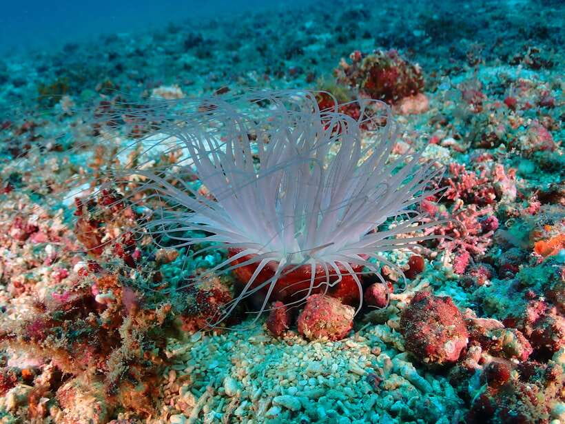 Discover Scuba Diving in Boracay - The 2-hour flow: from briefing to your first time underwater