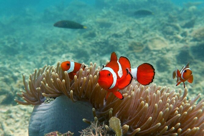Discover Scuba diving in El Nido - Price in Context: Is $145 Good Value for a Beginner Day?