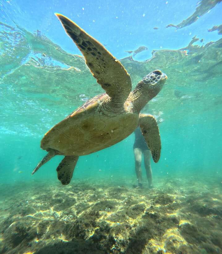 Dumaguete Apo Island Snorkel with turtle Tour - Apo Island arrival: rules, check-in, and the day’s rhythm