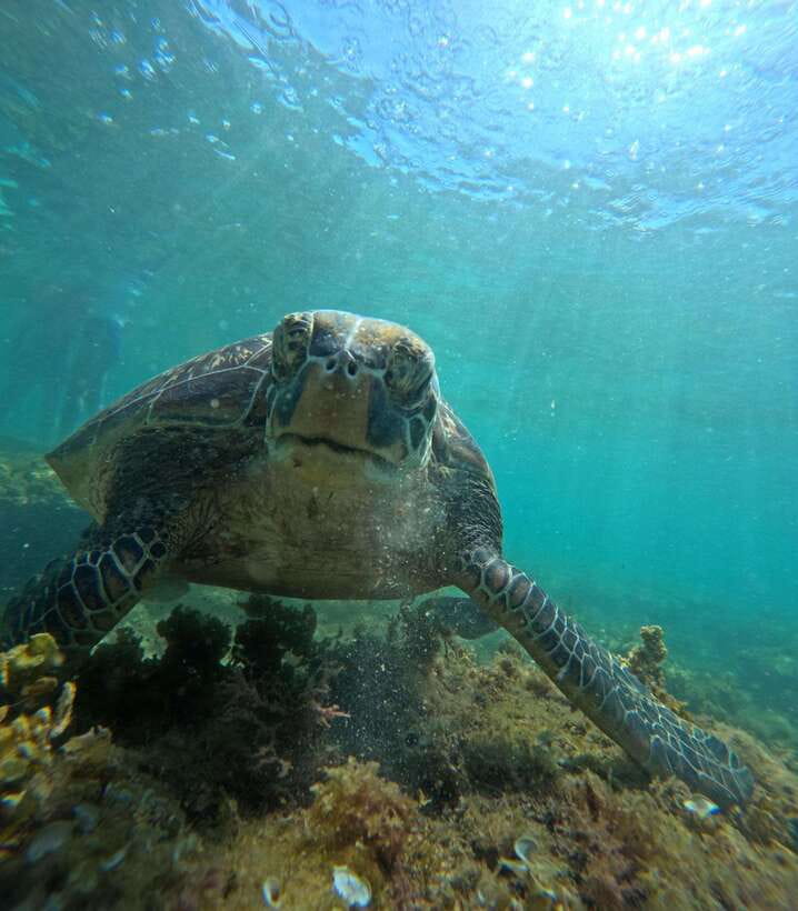 Dumaguete Apo Island Snorkel with turtle Tour - Price and value: why $117 can be fair, or not