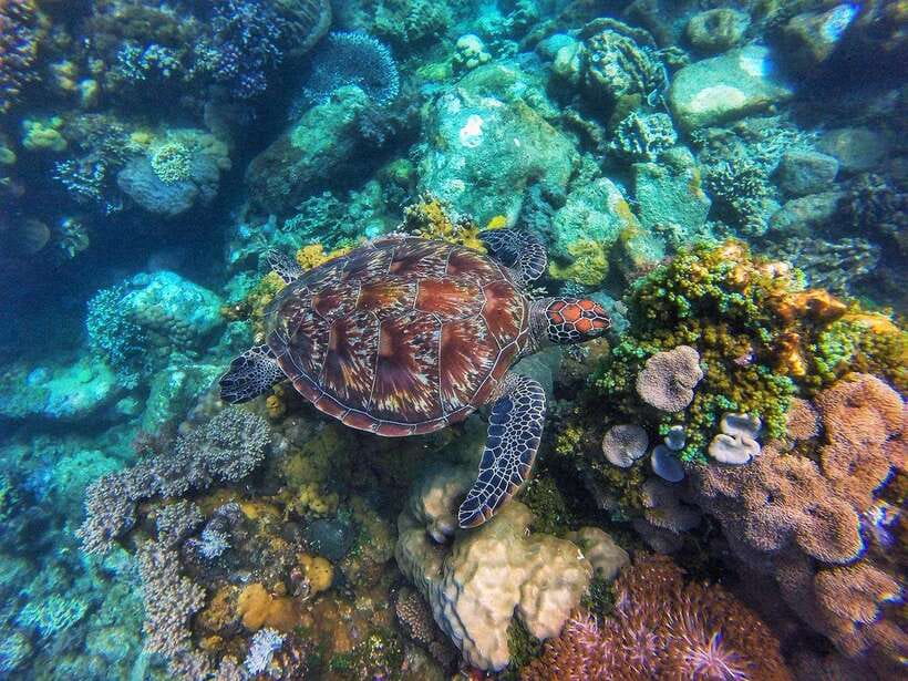 Dumaguete Apo Island with Turtle Snorkeling - Key Highlights You’ll Feel Right Away