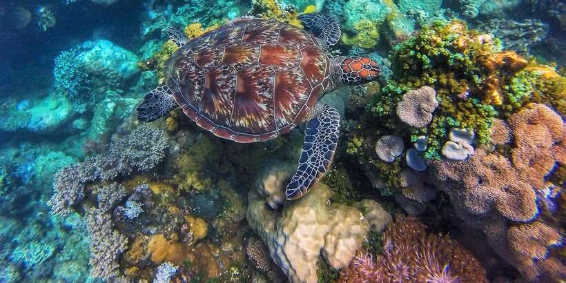 Dumaguete Apo Island with Turtle Snorkeling - Habagat Trail Trek: The 30-Minute Payoff Viewpoint