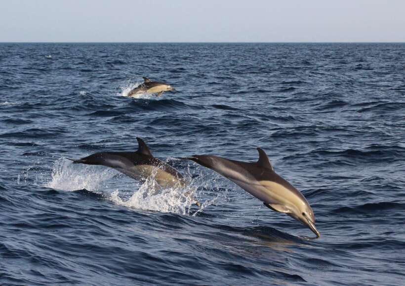 Dumaguete: Dolphin Watching & Manjuyod Sandbar Private Tour - Manjuyod Sandbar: why the walk is the main event after dolphins