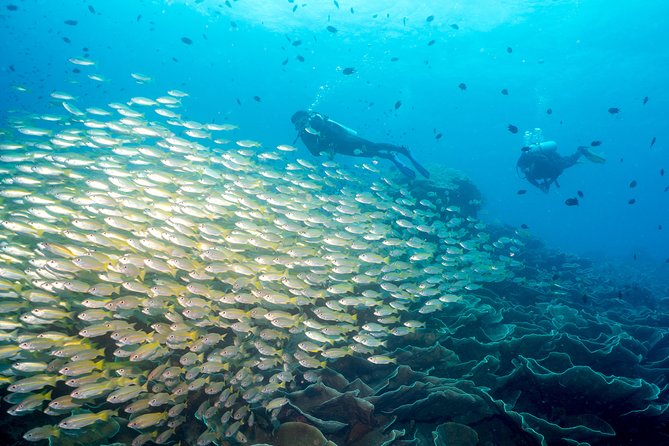 Easy Fun Scuba Dive in El Nido - Key points before you go