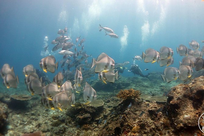 Easy Fun Scuba Dive in El Nido - How the day actually runs (7:30 start, 3 pm return)