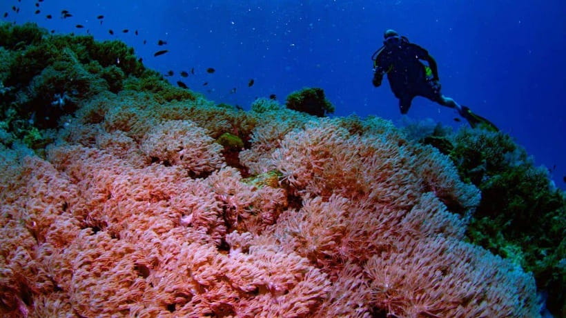 El Nido: Discover Scuba Diving with Manta Rays in Sibaltan - Key highlights worth your attention