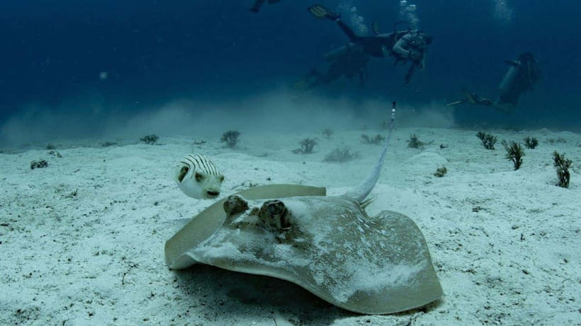 El Nido: Discover Scuba Diving with Manta Rays in Sibaltan - Instructors make or break a first-time scuba day