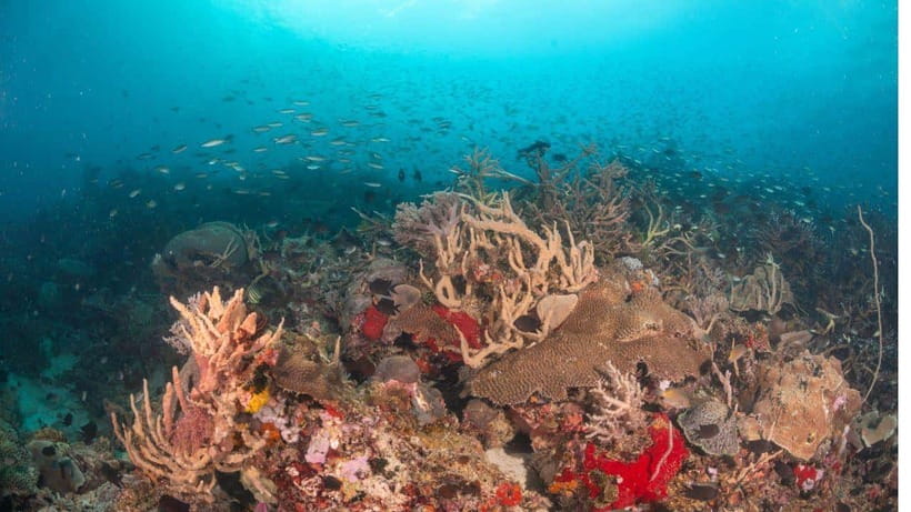 El Nido: Discover Scuba Diving with Manta Rays in Sibaltan - Manta Cleaning Station: what you’re actually hoping to see