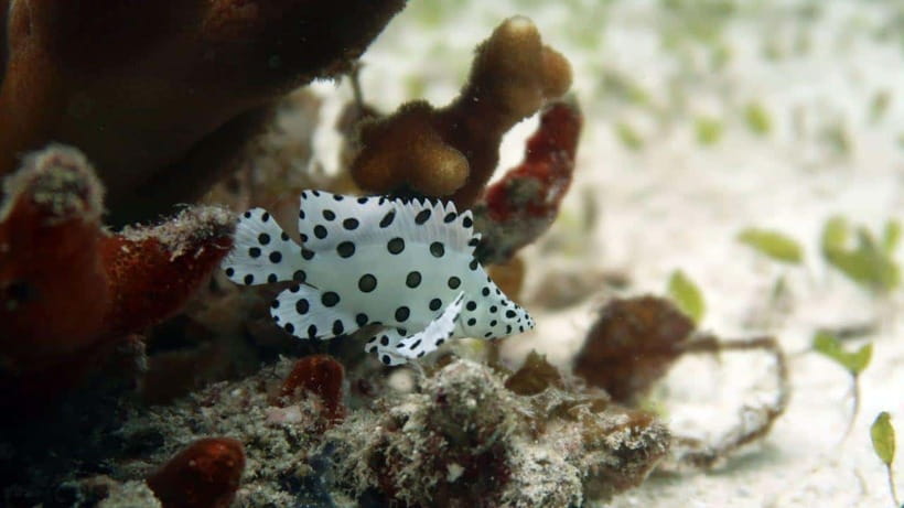 El Nido: Discover Scuba Diving with Manta Rays in Sibaltan - Price and value, is $126 a fair deal?