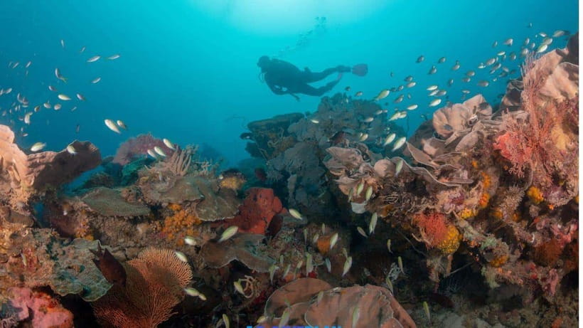 El Nido: Discover Scuba Diving with Manta Rays in Sibaltan - Quick pros and the one drawback to plan around