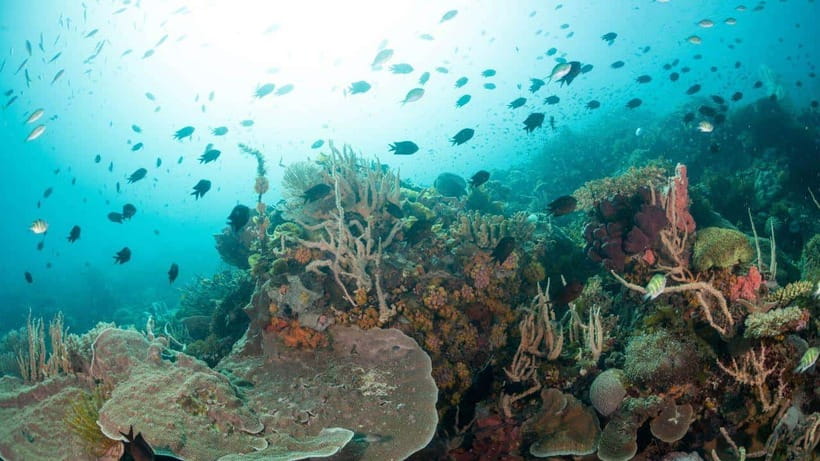 El Nido: Discover Scuba Diving with Manta Rays in Sibaltan - Should you book this Sibaltan manta experience?