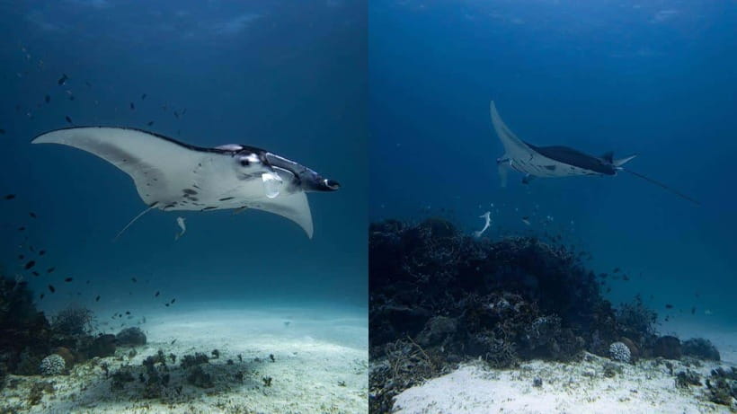El Nido: Manta Ray Diving Experience in Sibaltan - The 6-Hour Plan, Speedboat Time, and Binulbulan Island