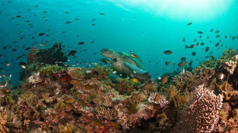 El Nido: Manta Ray Diving Experience in Sibaltan - First Underwater Session: Manta Cleaning Station Close-Range Chances