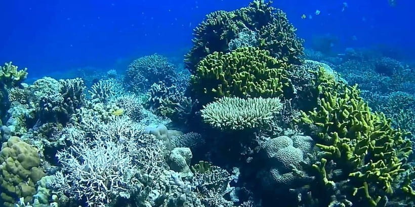 El Nido, Sibaltan: Private Snorkeling & Secret Islands Tour - The swim-friendly details: what you will be doing between reefs