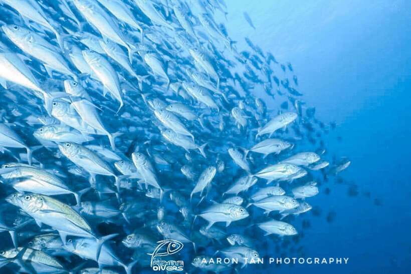 Fisheye Divers: Discover Scuba Diving - Key Highlights I’d Aim For