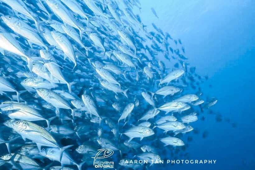 Fisheye Divers: Discover Scuba Diving - Safety, Time, and the Non-Fly Rule You Should Respect
