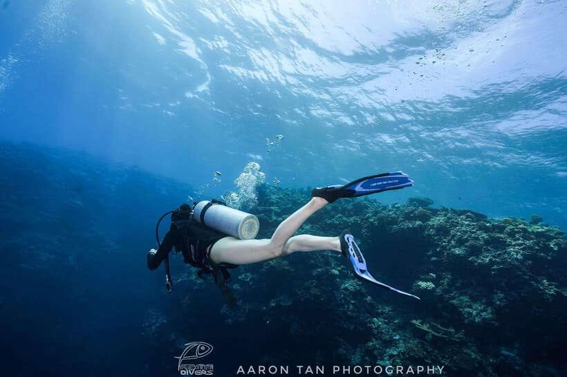 Fisheye Divers: Discover Scuba Diving - The 3-Hour Structure: From Pickup to Reef Time