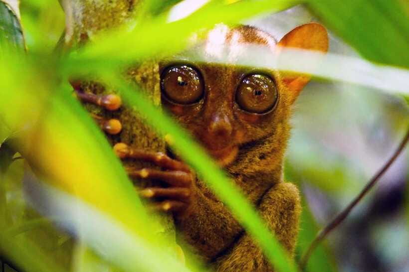 From Bohol: Countryside Private Day Tour - Price and value: what $101 per person covers, and where costs can pop up