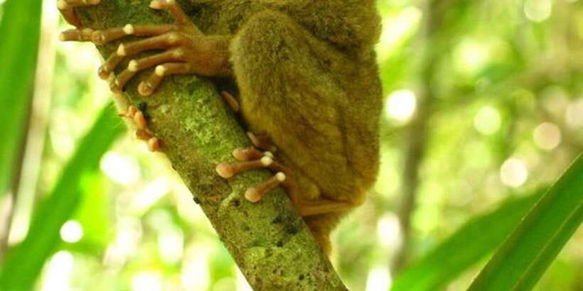 From Bohol: Full-Day Countryside Tour - Key things that make this tour worth your time