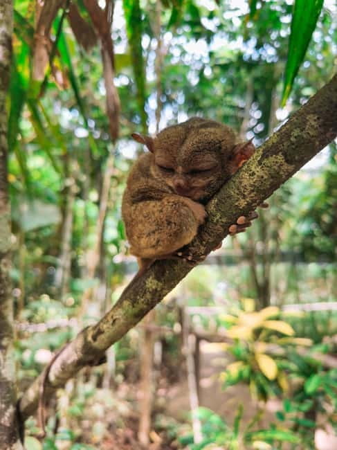 From Cebu:Chocolate Hills & Tarsier w Lunch at Loboc Joiners - Who Should Book This Tour (and Who Might Skip It)