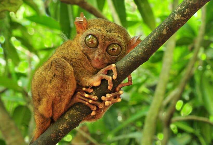 From Cebu City: Bohol Island Highlights in One Day - Key highlights in plain terms