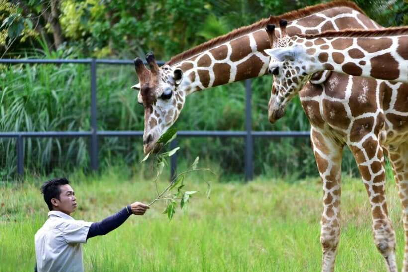 From Cebu City: Cebu Safari and Adventure Park Day Tour - Michelle’s Garden and Gardens of the World, why the calmer areas matter