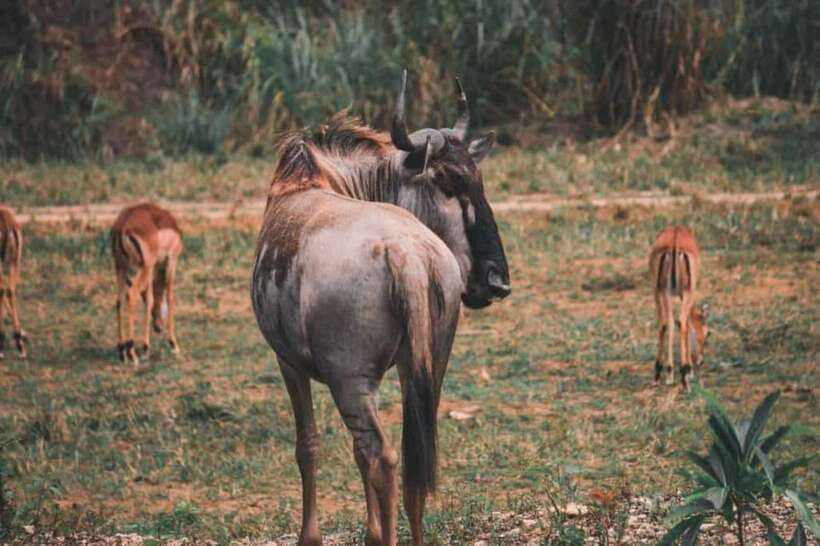 From Cebu City: Cebu Safari and Adventure Park Day Tour - White Lion Safari plus Bengal tiger viewing, plan around the clock