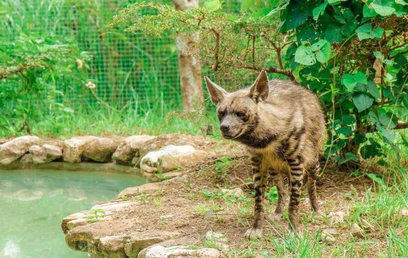 From Cebu City: Cebu Safari and Adventure Park Day Tour - Photography rules that actually matter for your camera