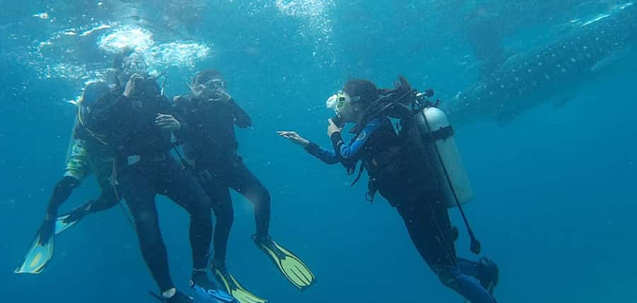 From Cebu City: Scuba Diving with Whale Sharks Trip in Oslob - Why Oslob whale sharks feel different when you’re in the water