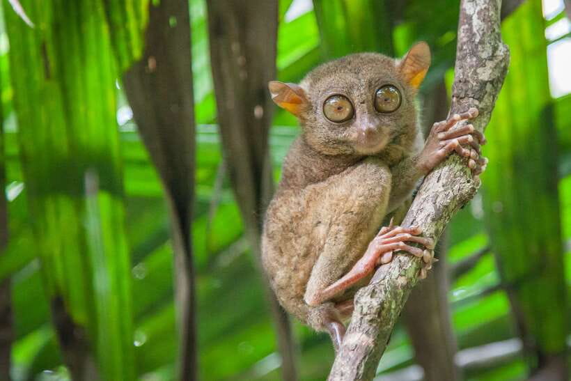 From Cebu: Day Trip to Bohol Highlights - Key Highlights You’ll Actually Feel on the Day