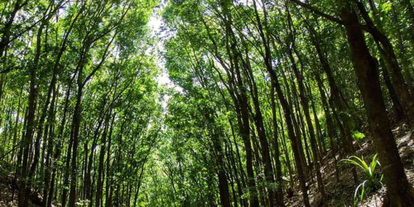 From Cebu: Full-Day Bohol Excursion - Loboc River Cruise with Lunch, Where the Schedule Breathes