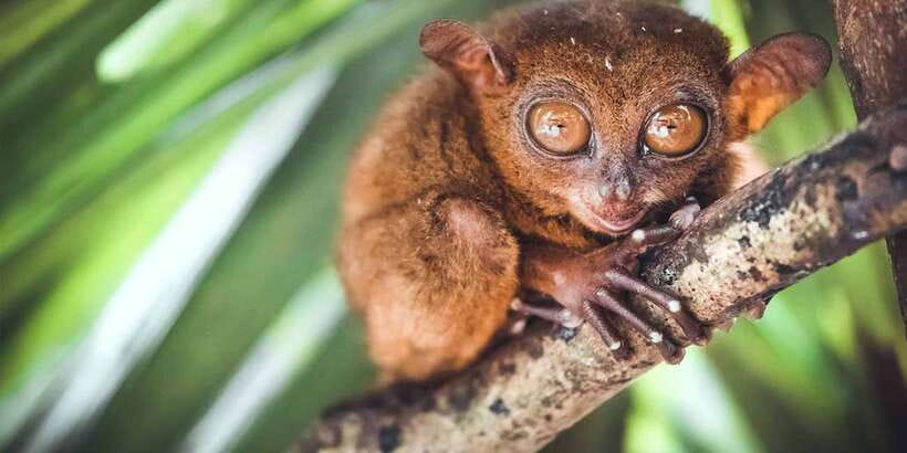 From Cebu: Full-Day Bohol Excursion - Price and Value: Is $200 Per Person Fair?
